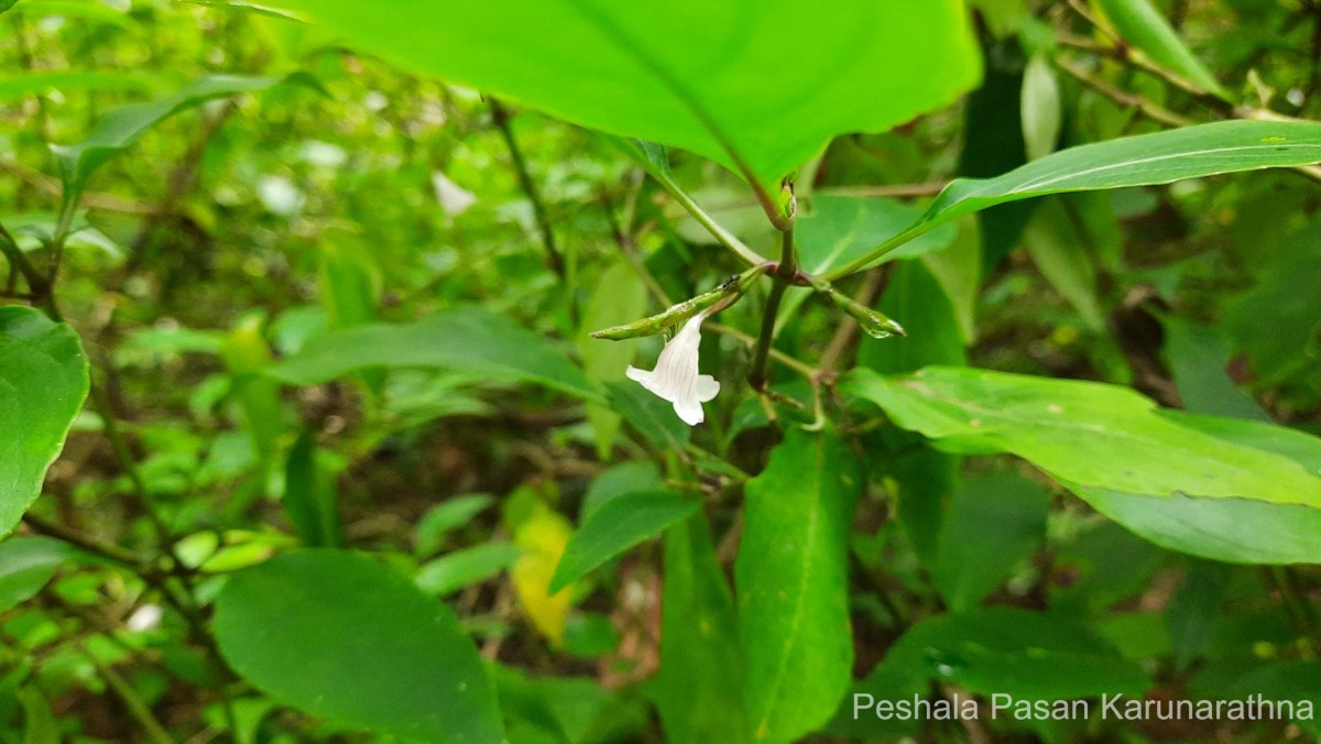 Strobilanthes rhytisperma C.B.Clarke